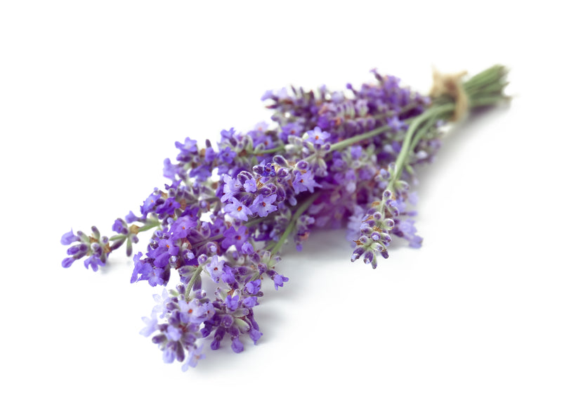 Herbal Infusion Lavender